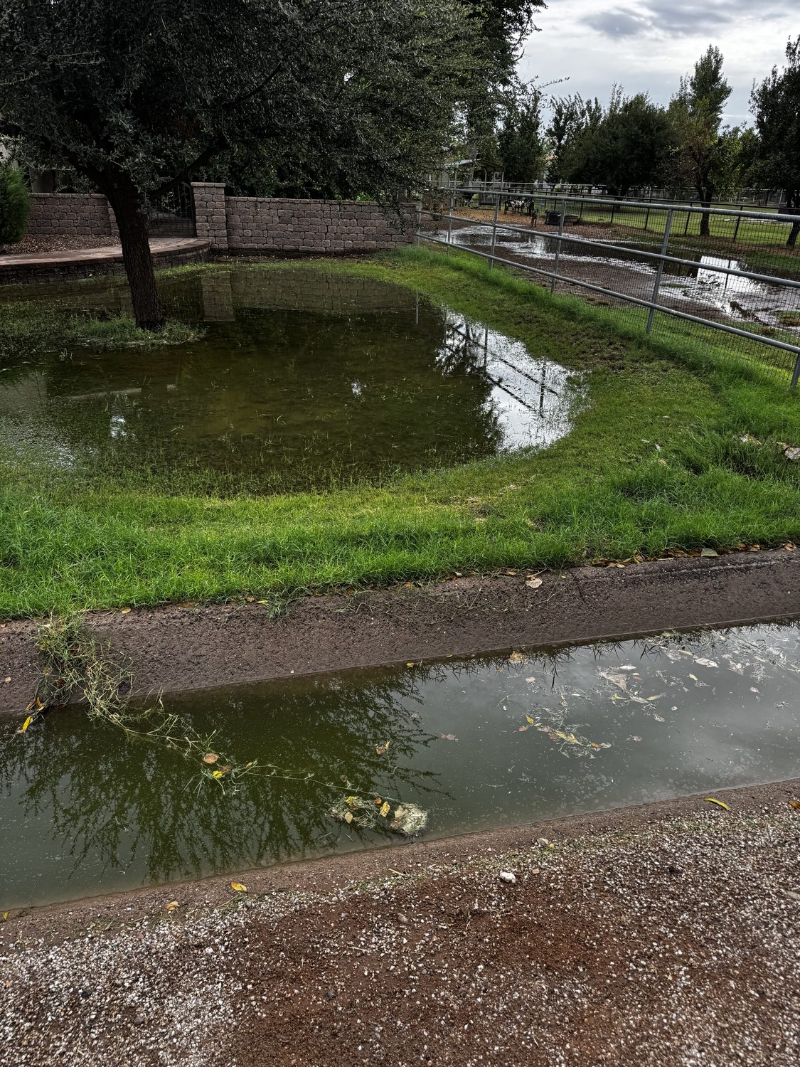 Flood irrigation ditch delivering water to a green Arizona yard behind dirt berms