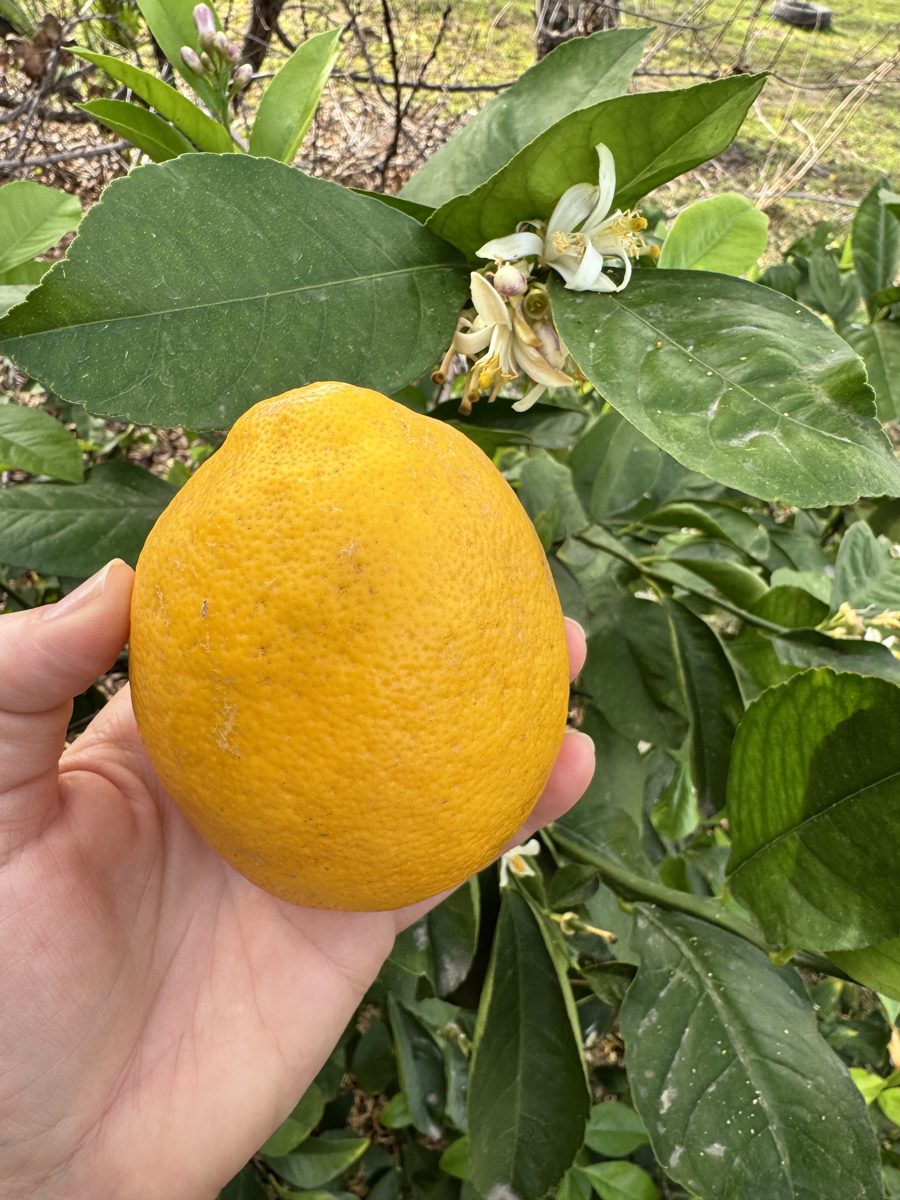 Citrus growing on flood irrigation in Zone 9b Arizona