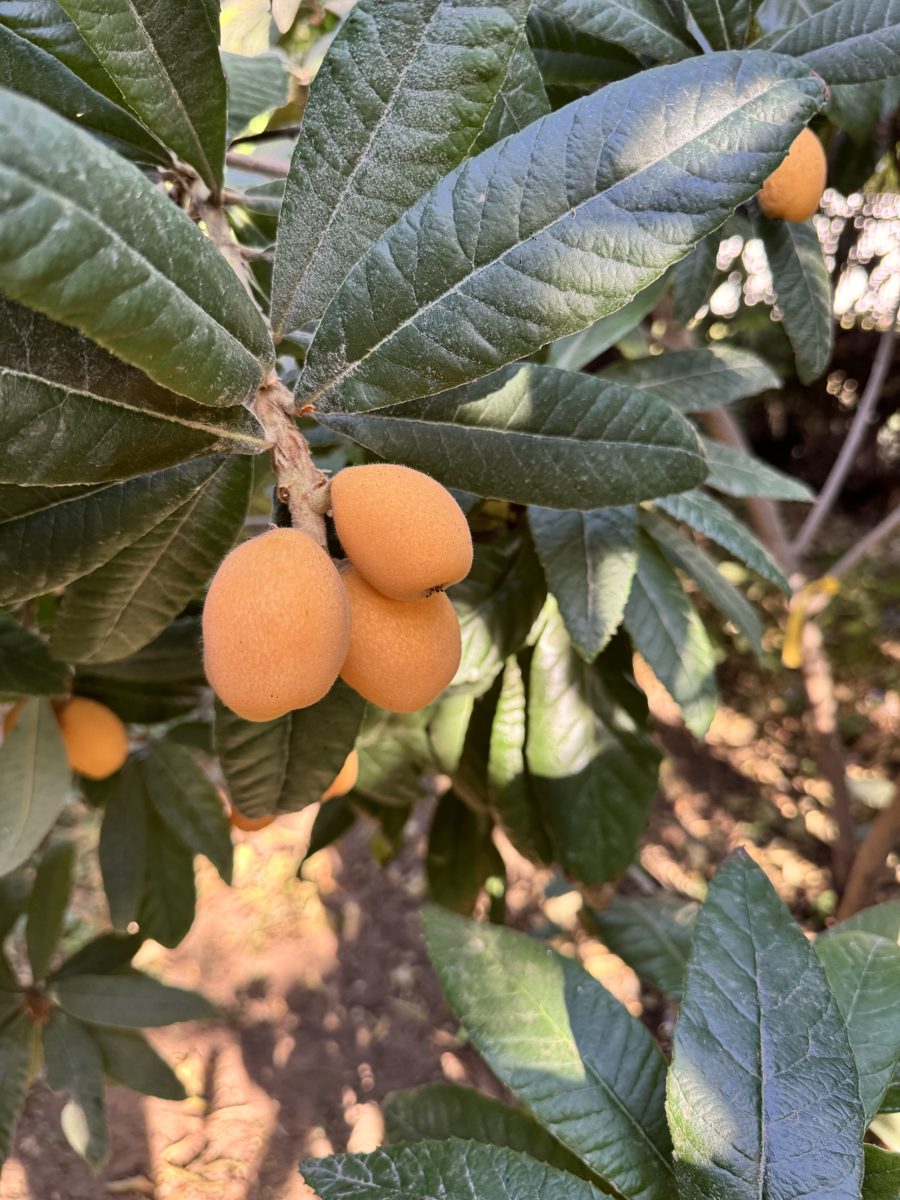 Loquat tree fruiting on flood irrigation in Zone 9b Arizona