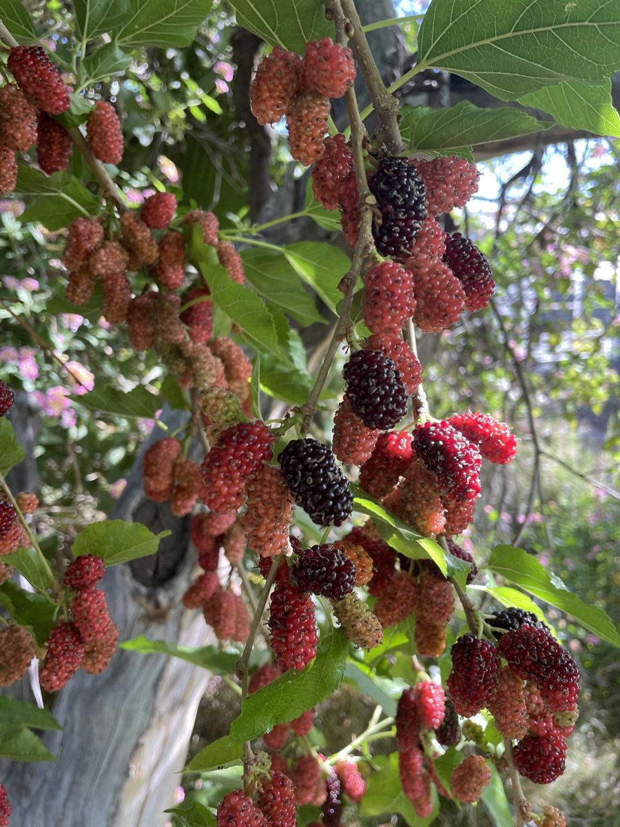 Mulberry tree grown on flood irrigation in Arizona