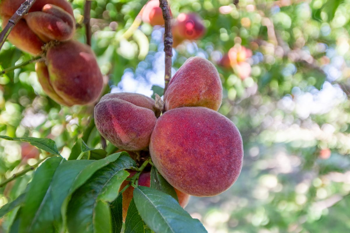 Ripe peaches on a flood-irrigated tree in Arizona&rsquo;s Zone 9b