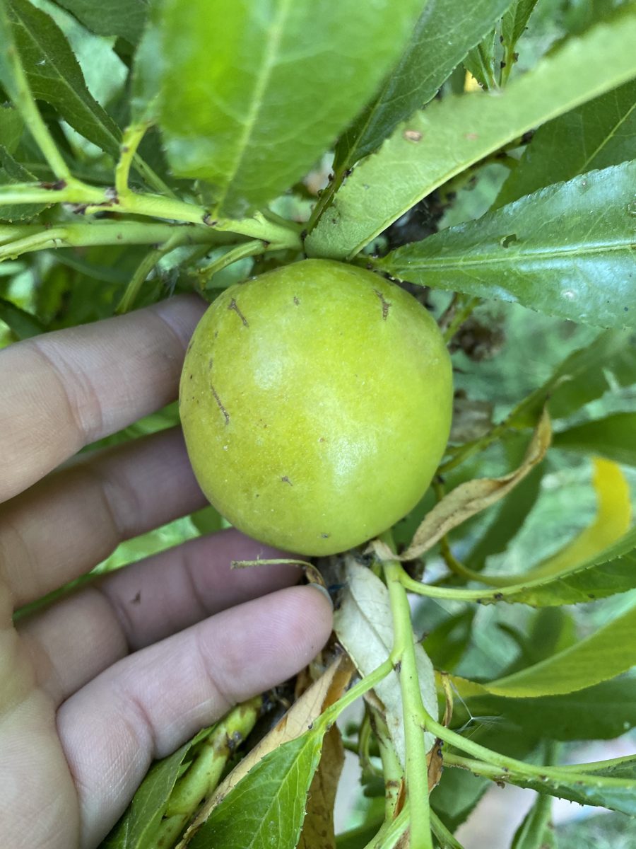 Tropical and subtropical fruit grown on flood irrigation in Zone 9b Arizona