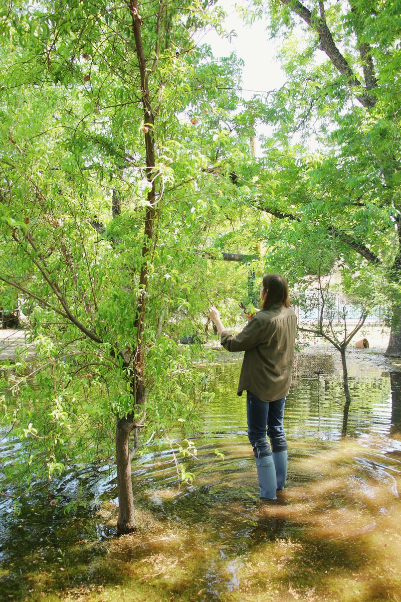 Mature flood-irrigated fruit trees and infrastructure value in Arizona