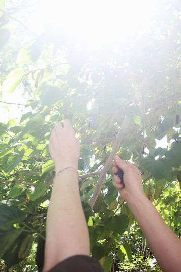 Mature flood-irrigated fruit trees in Arizona — understanding the asset value of an established orchard